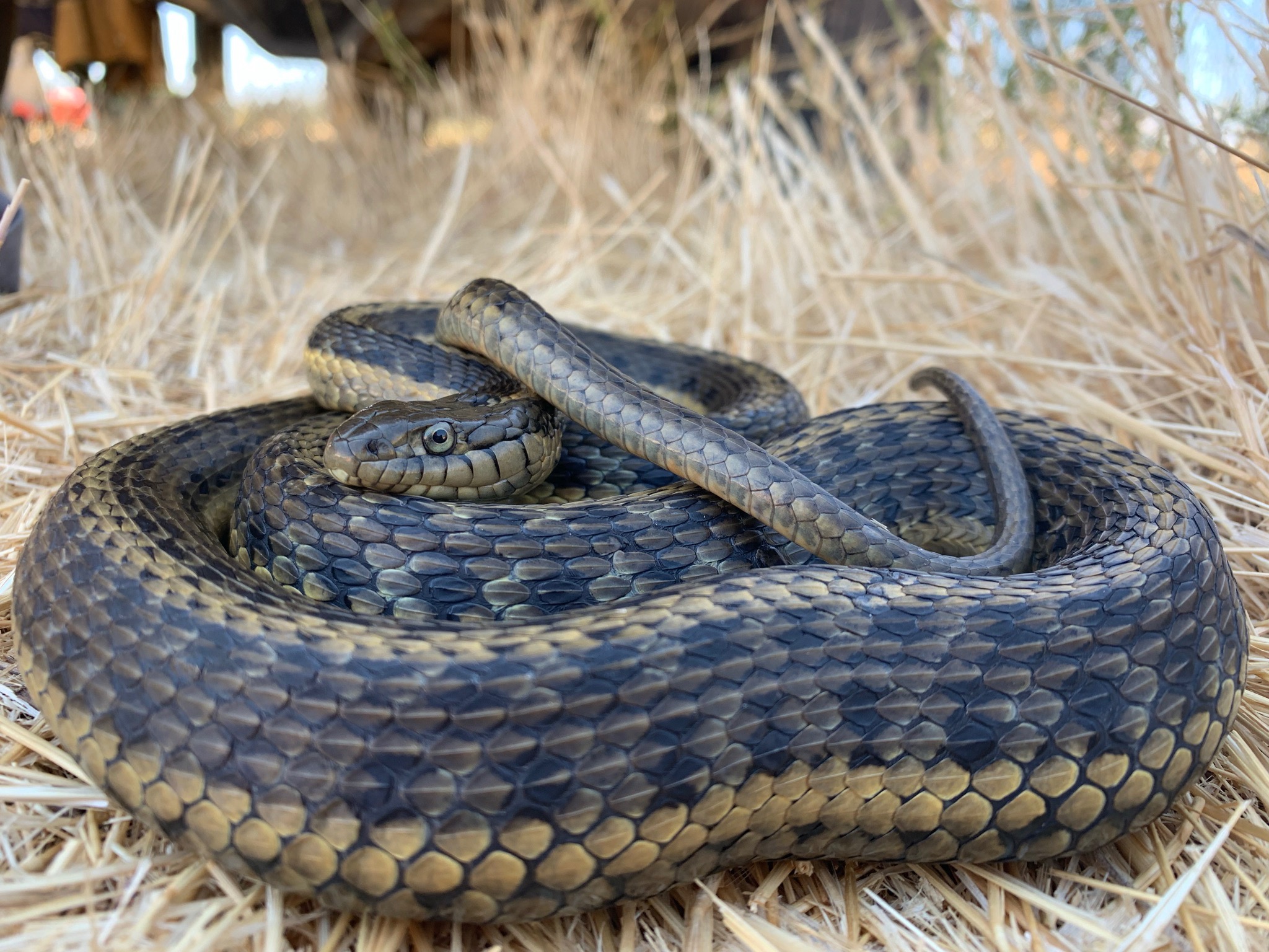 Gravid Female Giant Garter Snake U.S. Geological Survey